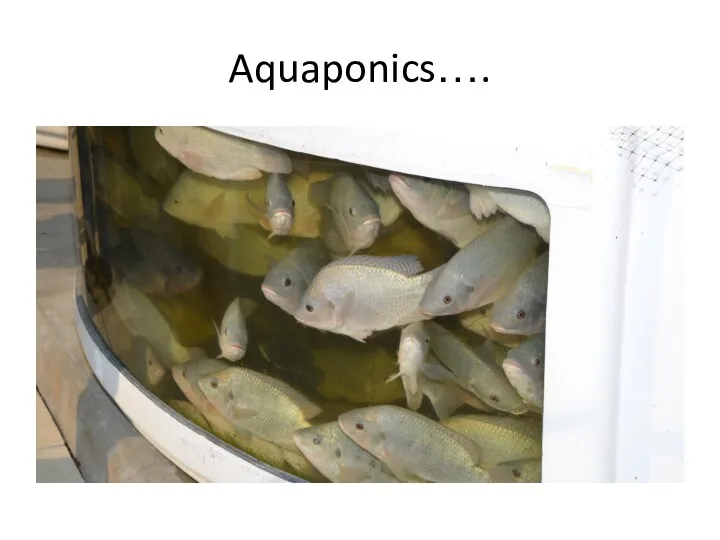 Aquaponics….