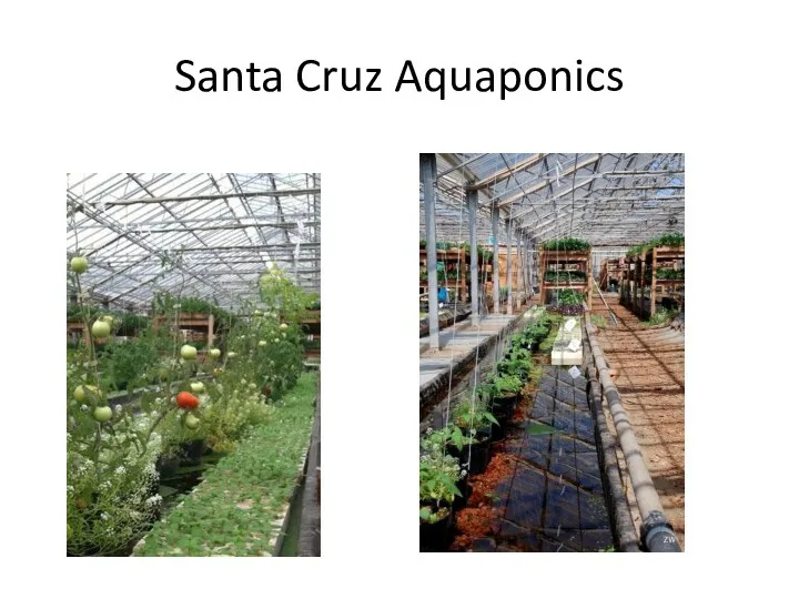 Santa Cruz Aquaponics