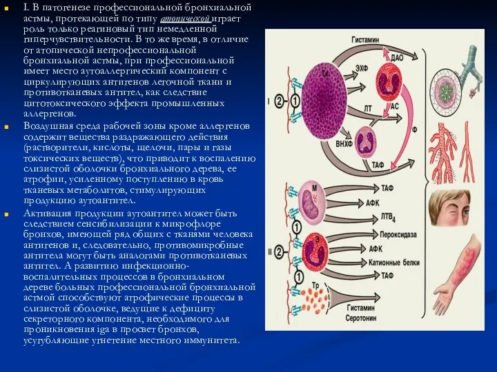 I. В патогенезе профессиональной бронхиальной астмы, протекающей по типу атопической играет роль только
