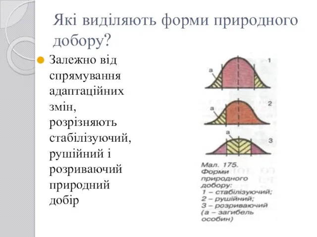 Які виділяють форми природного добору? Залежно від спрямування адаптаційних змін, розрізняють стабілізуючий, рушійний