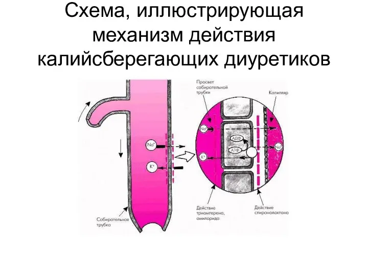 Схема, иллюстрирующая механизм действия калийсберегающих диуретиков