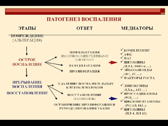 ПАТОГЕНЕЗ ВОСПАЛЕНИЯ