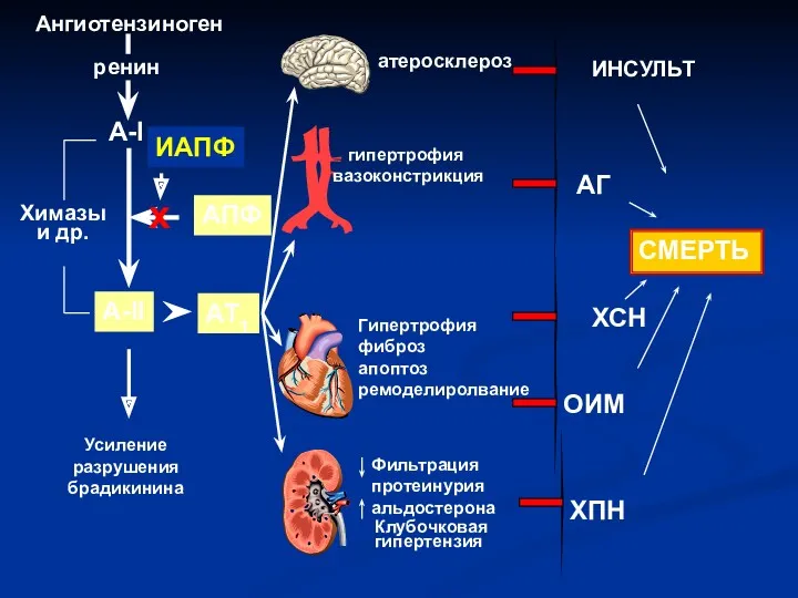 A-II АТ1 A-I Химазы и др. АПФ ИАПФ Ангиотензиноген ренин