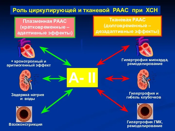 А- II + хронотропный и аритмогенный эффект Задержка натрия и