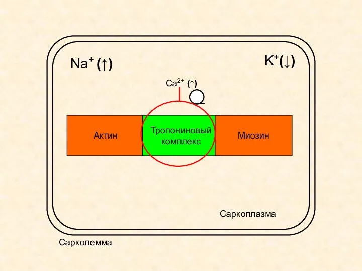 Na+ (↑) K+(↓) Актин Тропониновый комплекс Миозин Сарколемма Саркоплазма