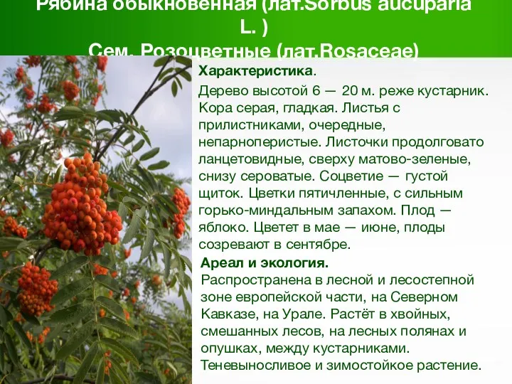 Рябина обыкновенная (лат.Sorbus aucuparia L. ) Сем. Розоцветные (лат.Rosaceae) Характеристика.
