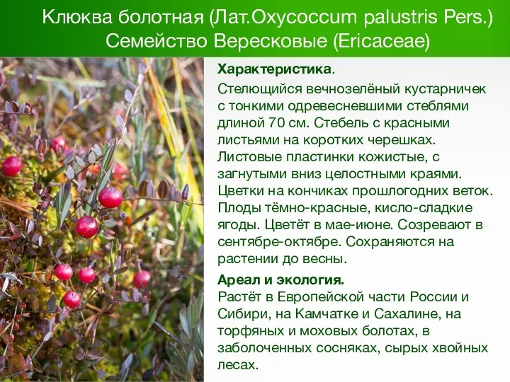 Клюква болотная (Лат.Oxycoccum palustris Pers.) Семейство Вересковые (Ericaceae) Характеристика. Стелющийся