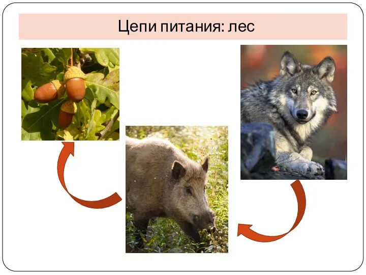 Цепи питания: лес