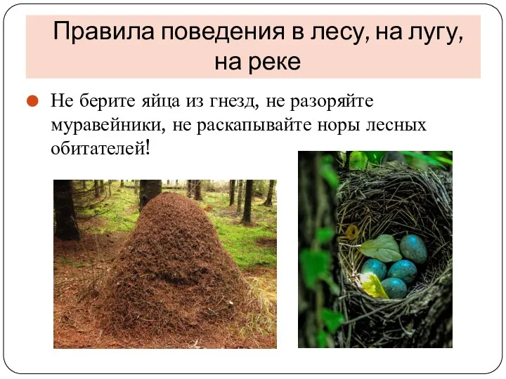Не берите яйца из гнезд, не разоряйте муравейники, не раскапывайте норы лесных обитателей!