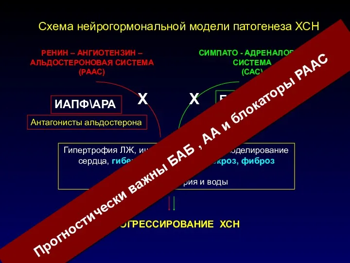 РЕНИН – АНГИОТЕНЗИН – АЛЬДОСТЕРОНОВАЯ СИСТЕМА (РААС) Гипертрофия ЛЖ, ишемия,