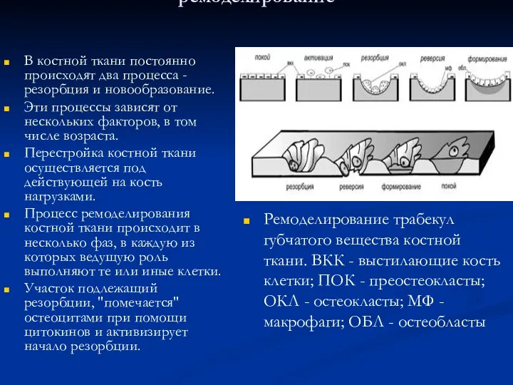 Физиологическая регенерация костной ткани - ремоделирование В костной ткани постоянно