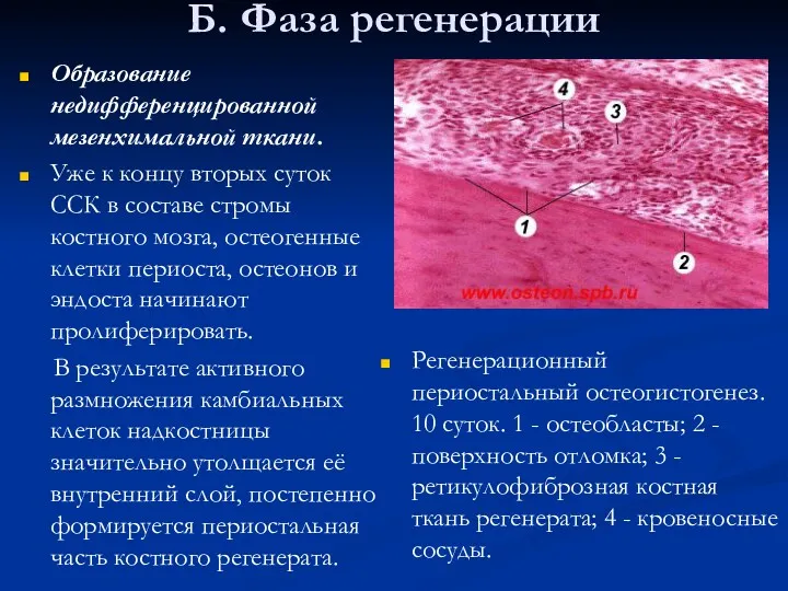 Б. Фаза регенерации Образование недифференцированной мезенхимальной ткани. Уже к концу