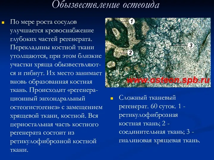 Обызвествление остеоида По мере роста сосудов улучшается кровоснабжение глубоких частей