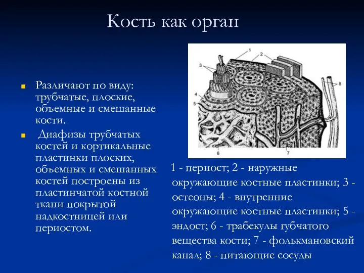 Кость как орган Различают по виду: трубчатые, плоские, объемные и