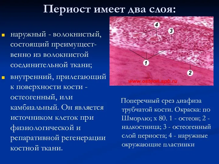 Периост имеет два слоя: наружный - волокнистый, состоящий преимущест-венно из