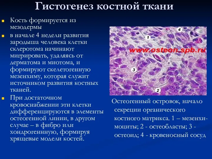 Гистогенез костной ткани Кость формируется из мезодермы в начале 4