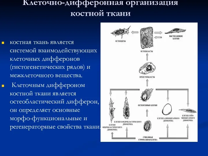 Клеточно-дифферонная организация костной ткани костная ткань является системой взаимодействующих клеточных