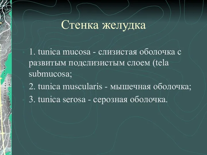 Стенка желудка 1. tunica mucosa - слизистая оболочка с развитым