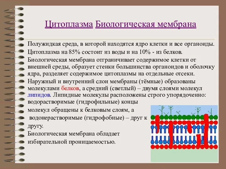 Цитоплазма Биологическая мембрана Полужидкая среда, в которой находятся ядро клетки