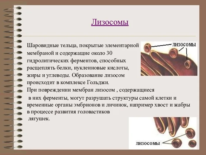 Лизосомы Шаровидные тельца, покрытые элементарной мембраной и содержащие около 30