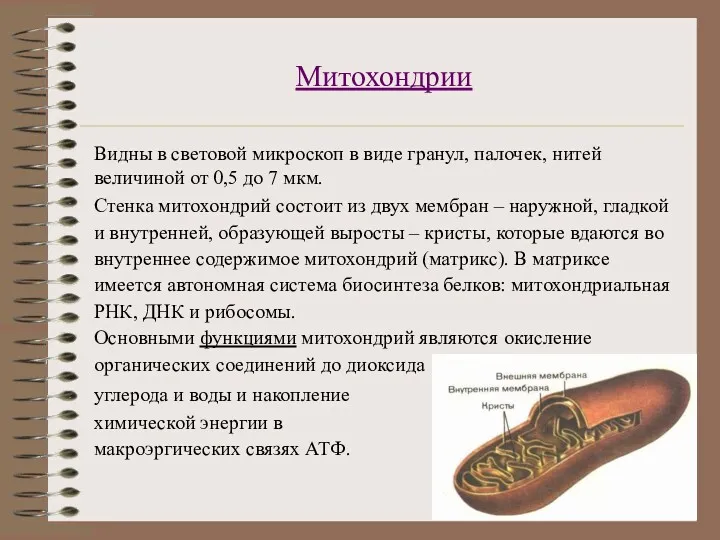 Митохондрии Видны в световой микроскоп в виде гранул, палочек, нитей величиной от 0,5