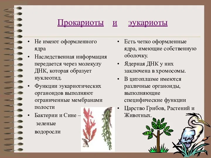 Прокариоты и эукариоты Не имеют оформленного ядра Наследственная информация передается через молекулу ДНК,