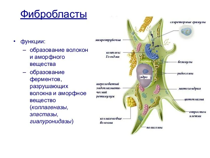 Фибробласты функции: образование волокон и аморфного вещества образование ферментов, разрушающих