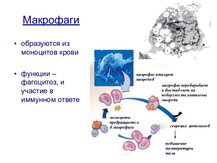 Макрофаги образуются из моноцитов крови функции – фагоцитоз, и участие в иммунном ответе