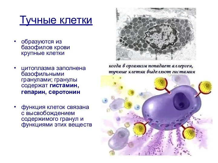 Тучные клетки образуются из базофилов крови крупные клетки цитоплазма заполнена
