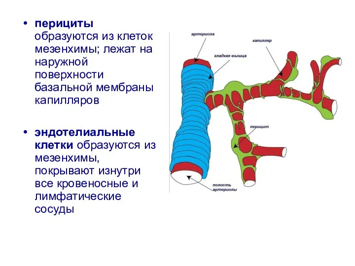 перициты образуются из клеток мезенхимы; лежат на наружной поверхности базальной