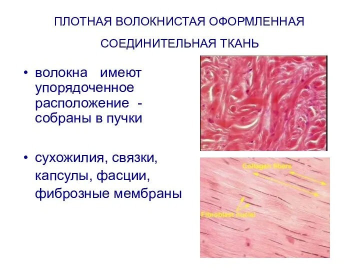 ПЛОТНАЯ ВОЛОКНИСТАЯ ОФОРМЛЕННАЯ СОЕДИНИТЕЛЬНАЯ ТКАНЬ волокна имеют упорядоченное расположение -