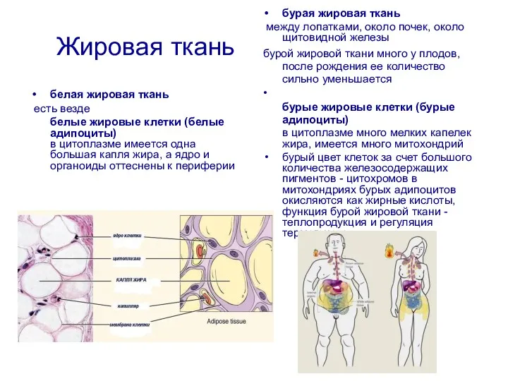 Жировая ткань белая жировая ткань есть везде белые жировые клетки