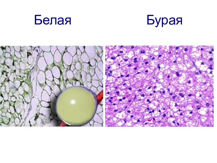 Белая Бурая