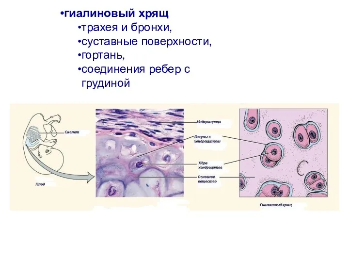 гиалиновый хрящ трахея и бронхи, суставные поверхности, гортань, соединения ребер с грудиной