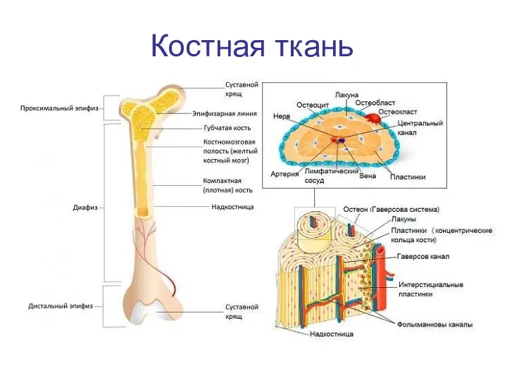 Костная ткань