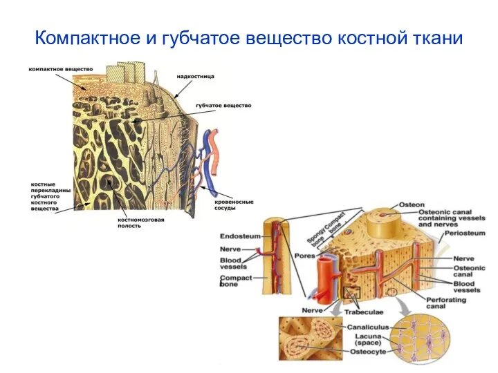 Компактное и губчатое вещество костной ткани