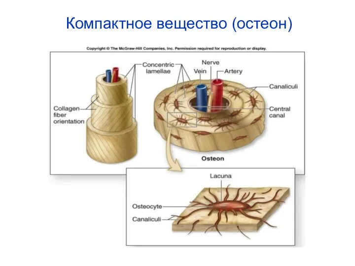 Компактное вещество (остеон)