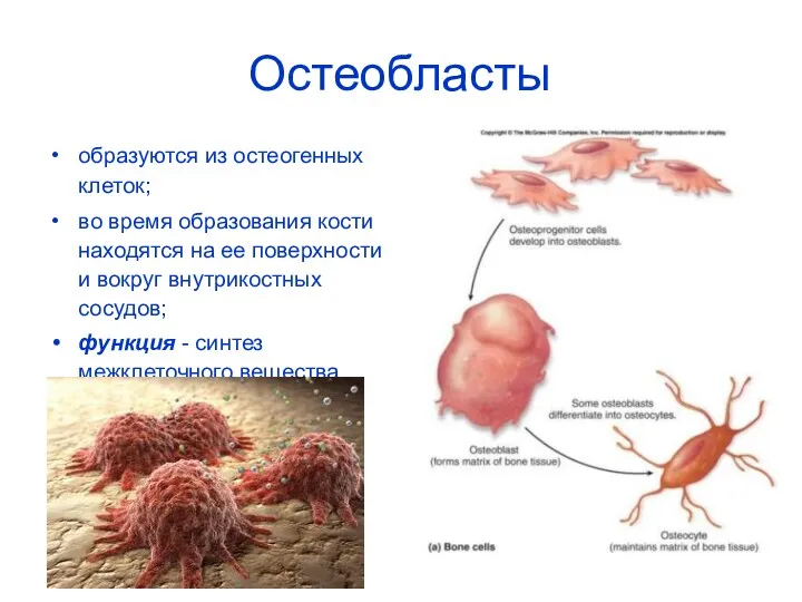 Остеобласты образуются из остеогенных клеток; во время образования кости находятся