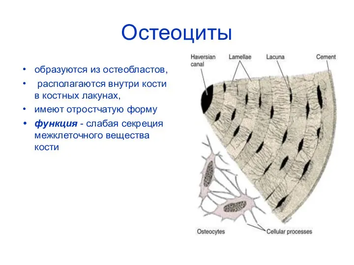 Остеоциты образуются из остеобластов, располагаются внутри кости в костных лакунах,