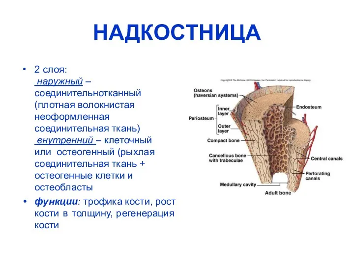 НАДКОСТНИЦА 2 слоя: наружный – соединительнотканный (плотная волокнистая неоформленная соединительная