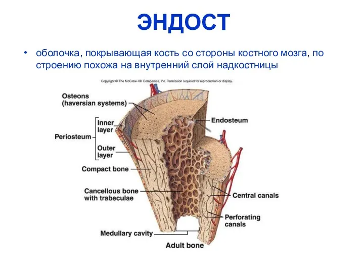 ЭНДОСТ оболочка, покрывающая кость со стороны костного мозга, по строению похожа на внутренний слой надкостницы