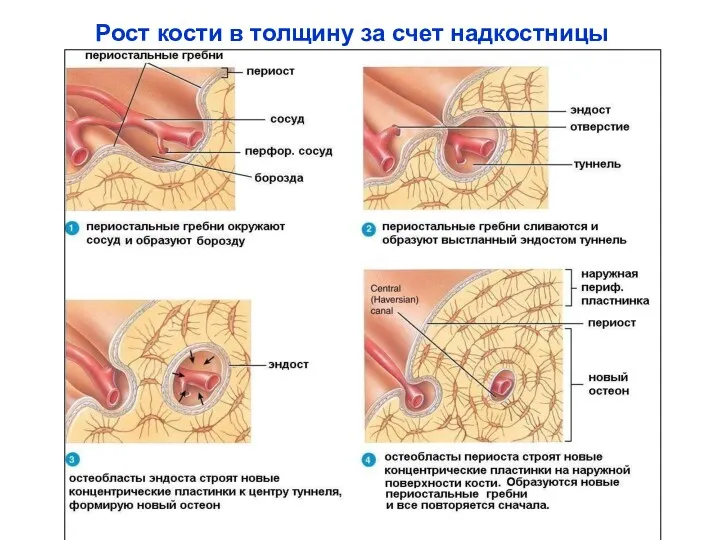 Рост кости в толщину за счет надкостницы