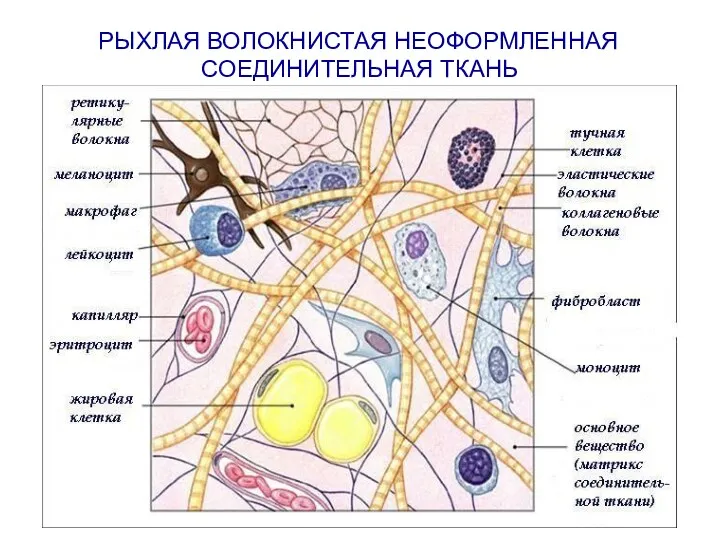 РЫХЛАЯ ВОЛОКНИСТАЯ НЕОФОРМЛЕННАЯ СОЕДИНИТЕЛЬНАЯ ТКАНЬ