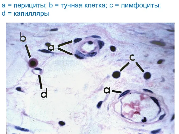 a = перициты; b = тучная клетка; c = лимфоциты; d = капилляры