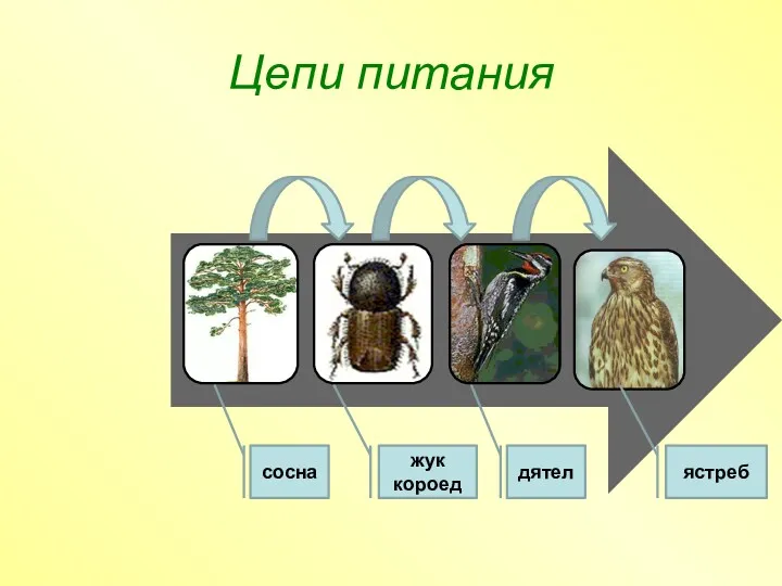 сосна жук короед дятел ястреб Цепи питания