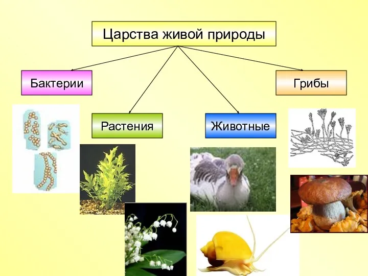 Царства живой природы Бактерии Грибы Растения Животные