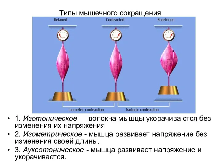 Типы мышечного сокращения 1. Изотоническое — волокна мышцы укорачиваются без