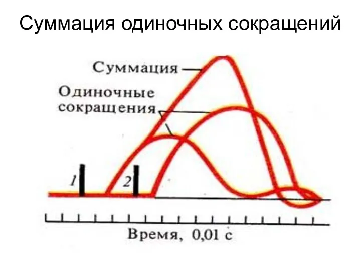 Суммация одиночных сокращений