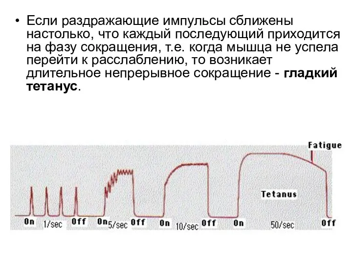 Если раздражающие импульсы сближены настолько, что каждый последующий приходится на