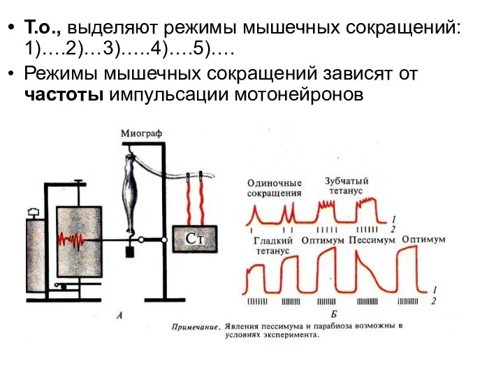 Т.о., выделяют режимы мышечных сокращений: 1)….2)…3)…..4)….5)…. Режимы мышечных сокращений зависят от частоты импульсации мотонейронов